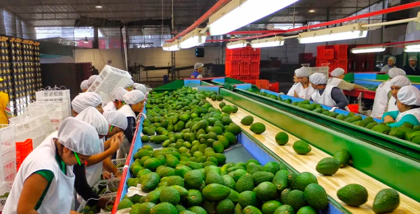 exportar-alimentos